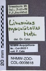 Etiketten zu Tetralimonius maculicollis (NHMW-ZOO-COL-0008618)